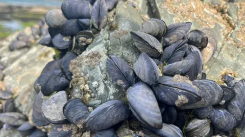 A close up of blue mussels on a grey rock. There are small barnacles on the muscles and the rock. 