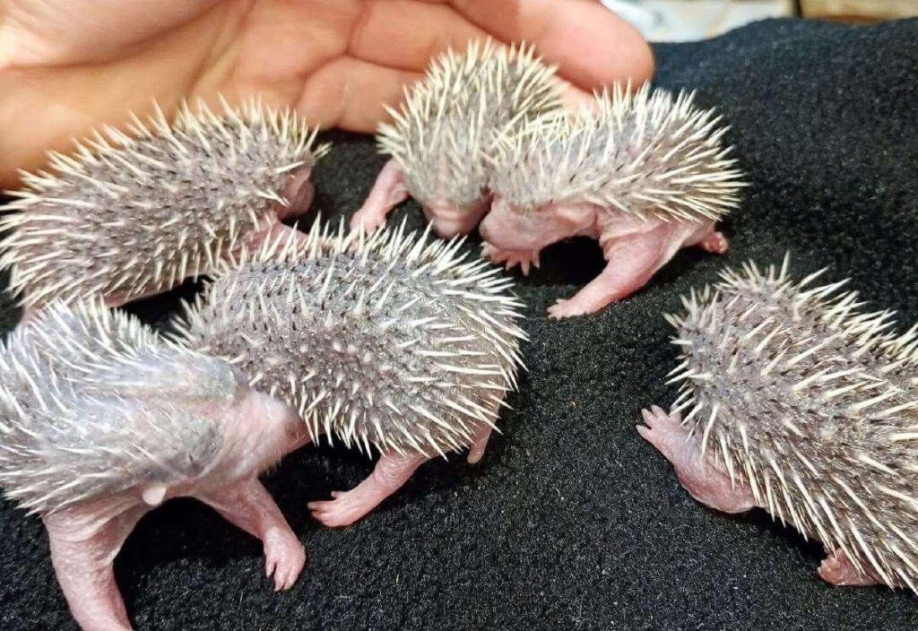 Six baby hedgehogs die after woman seen ‘poking mother with broomstick’ in Willesborough, Ashford