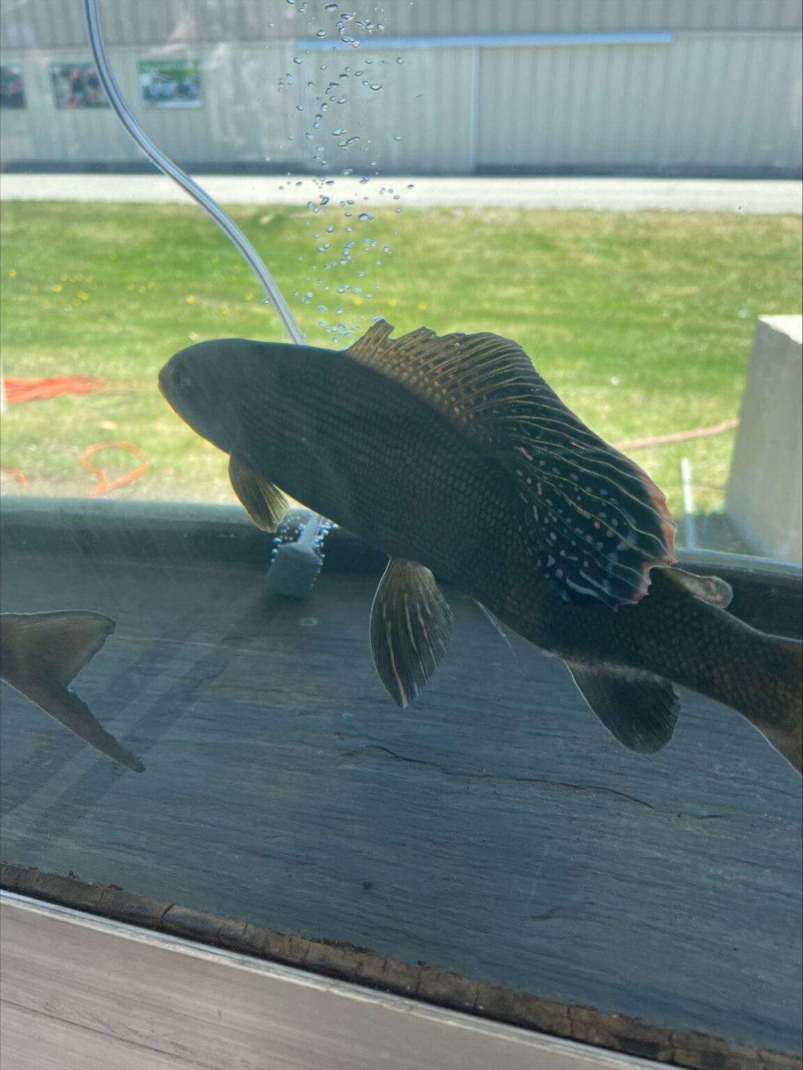 Arctic grayling reintroduction moves forward with state and tribal partners