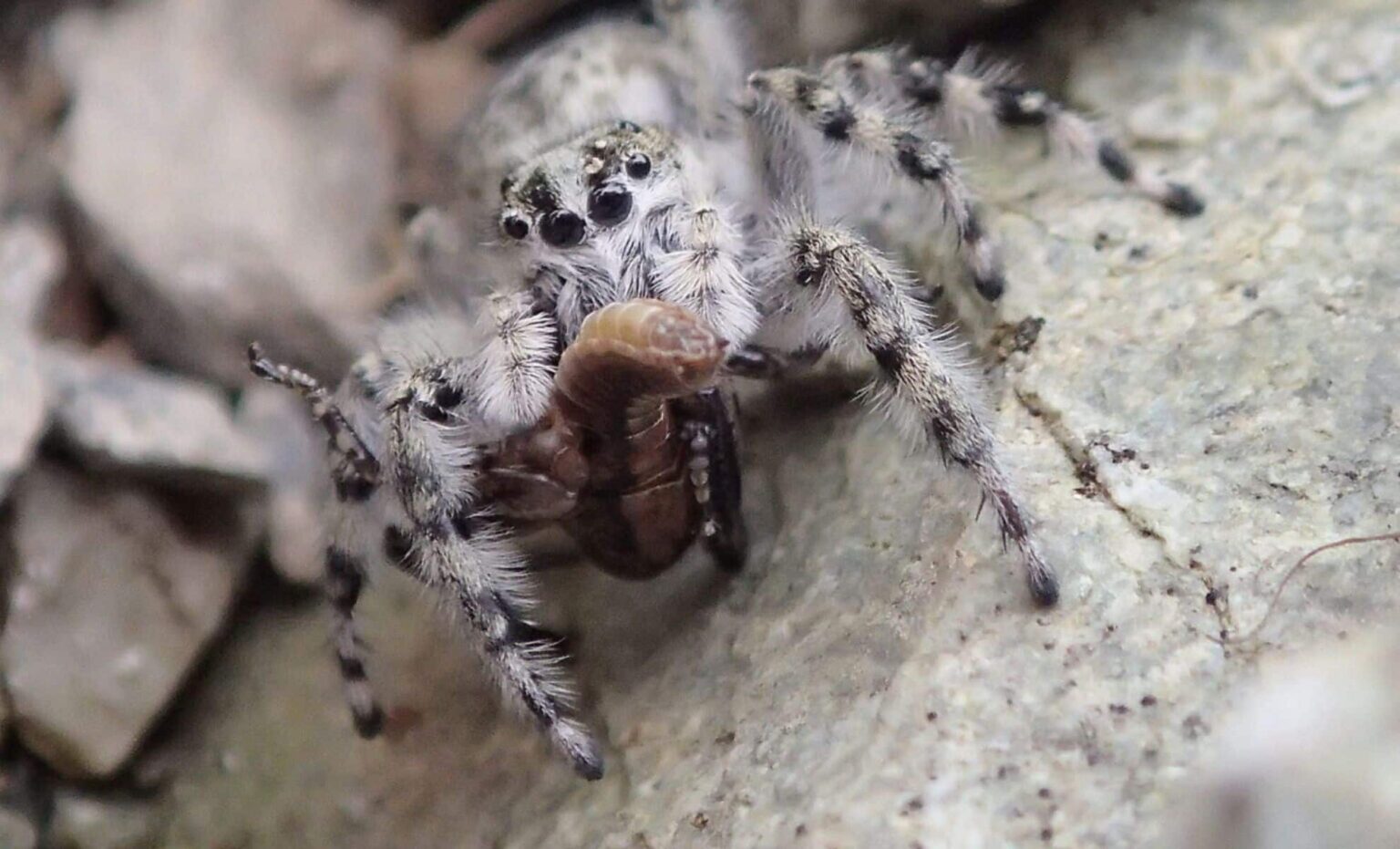 Bizarre New Spider Species Discovered In New Zealand – And They’re Masters Of Camouflage