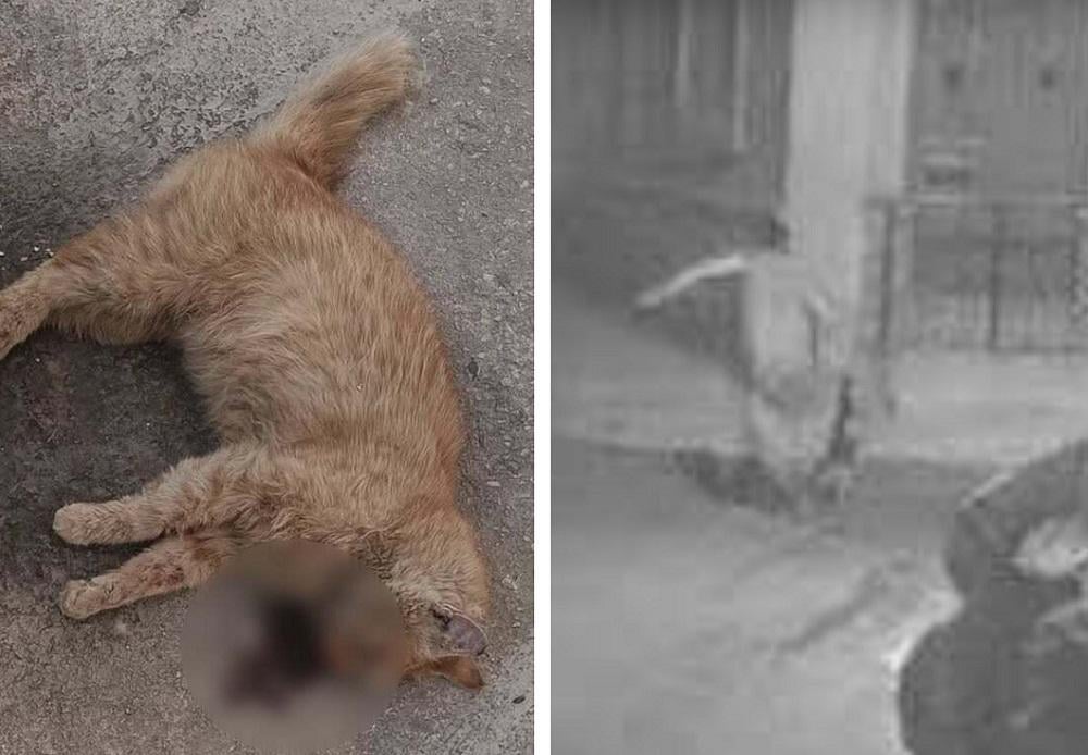 No more animal abuse