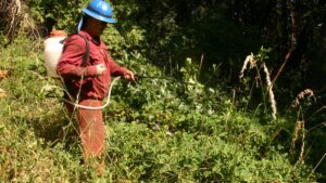 A worker dressed red sprays chemicals from a tank strapped to his back onto a mess of weeds. 