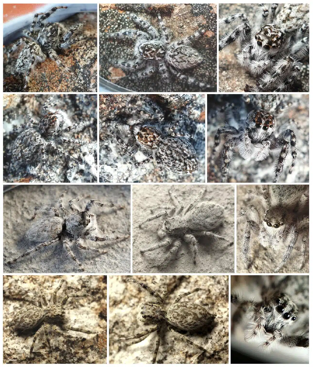 Each Spider Is Remarkably Well Camouflaged Against Its Backdrop