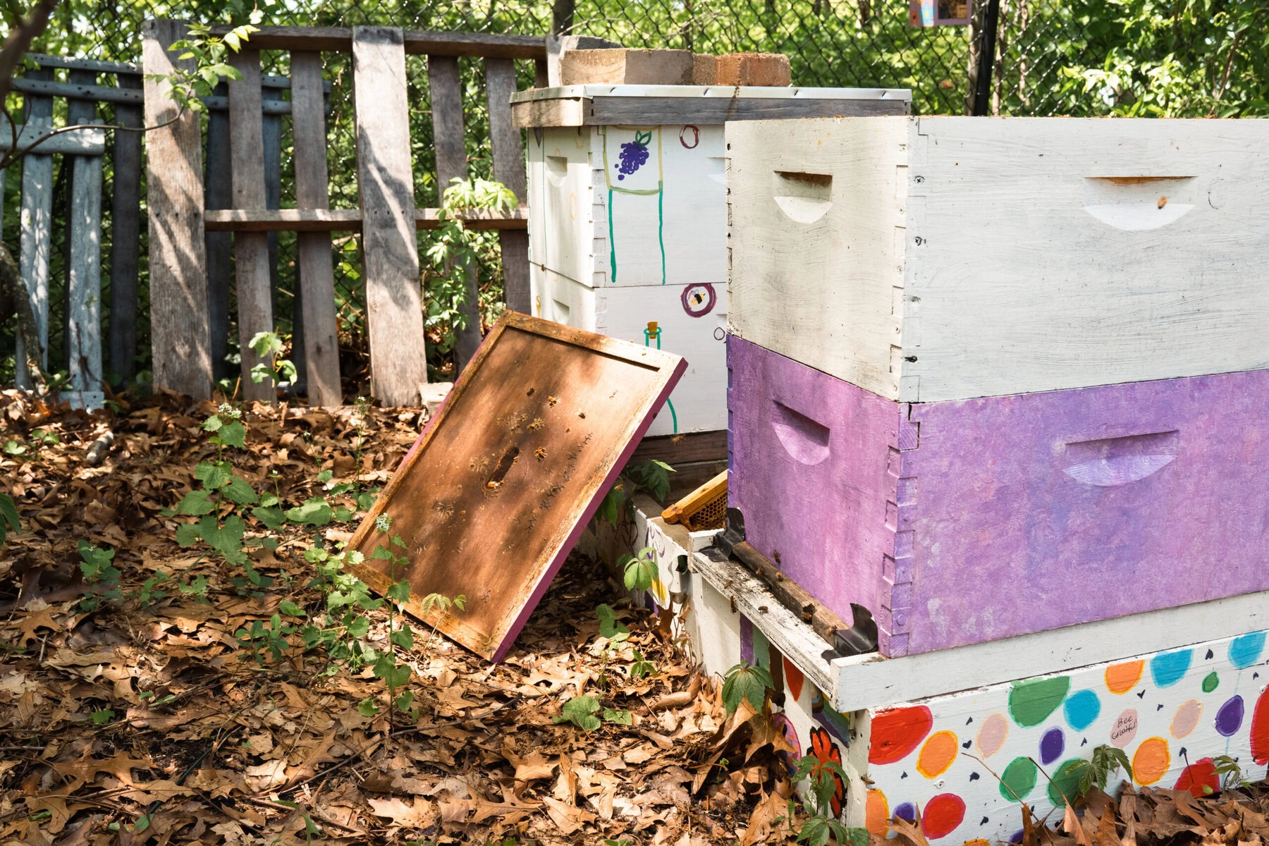 Hives in the corner of a New Haven community garden were built and painted by the Huneebee Project’s youth this spring. They are white, purple, and polka-dotted.