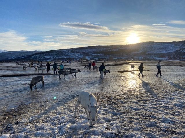 Image may contain Nature Outdoors Sky Person Animal Cattle Cow Livestock Mammal Canine Dog Pet Horse and Sheep