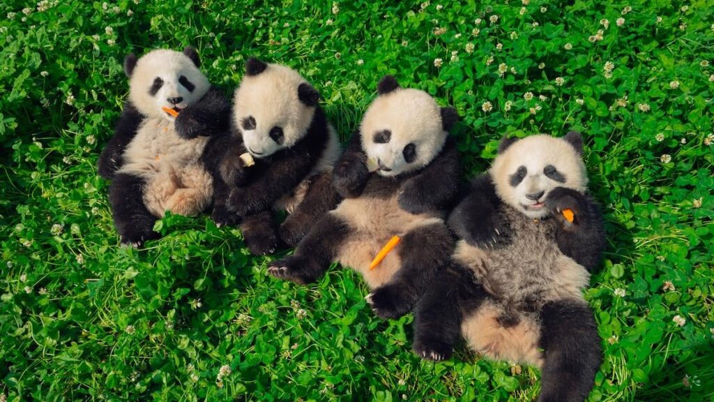 China is building the world’s largest national parks system