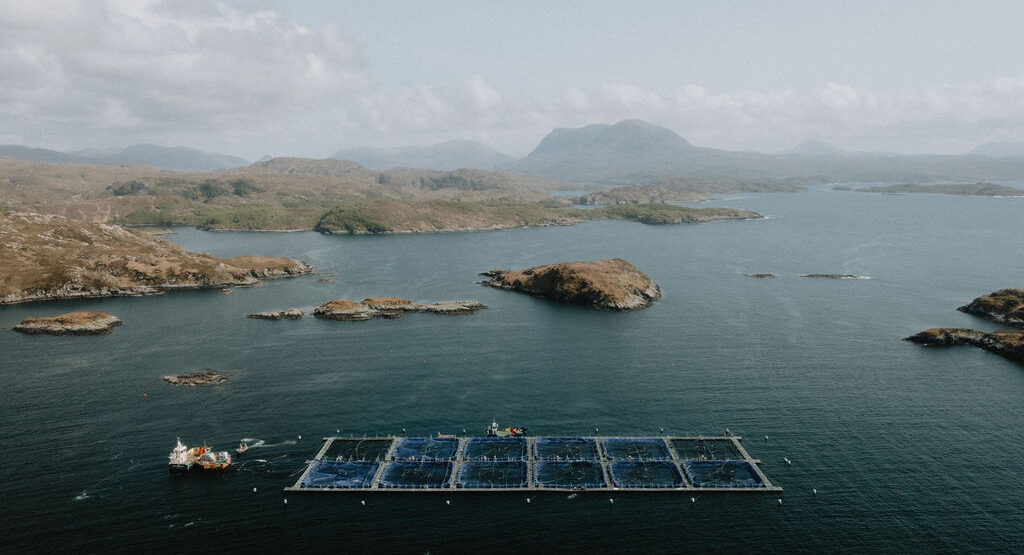 Norway salmon spot prices rebound, Chilean, Scottish continue downward trend Norway salmon spot prices rebound, Chilean, Scottish continue downward trend