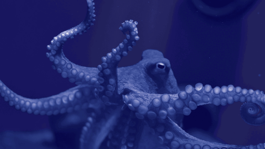 ‘Akhtaboot’: The Arabic word for octopus spread its semantic tentacles from Greece ‘Akhtaboot’: The Arabic word for octopus spread its semantic tentacles from Greece