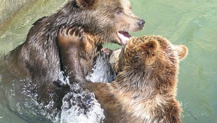 bne IntelliNews - Slovak environment ministry permits shooting of 126 protected brown bears