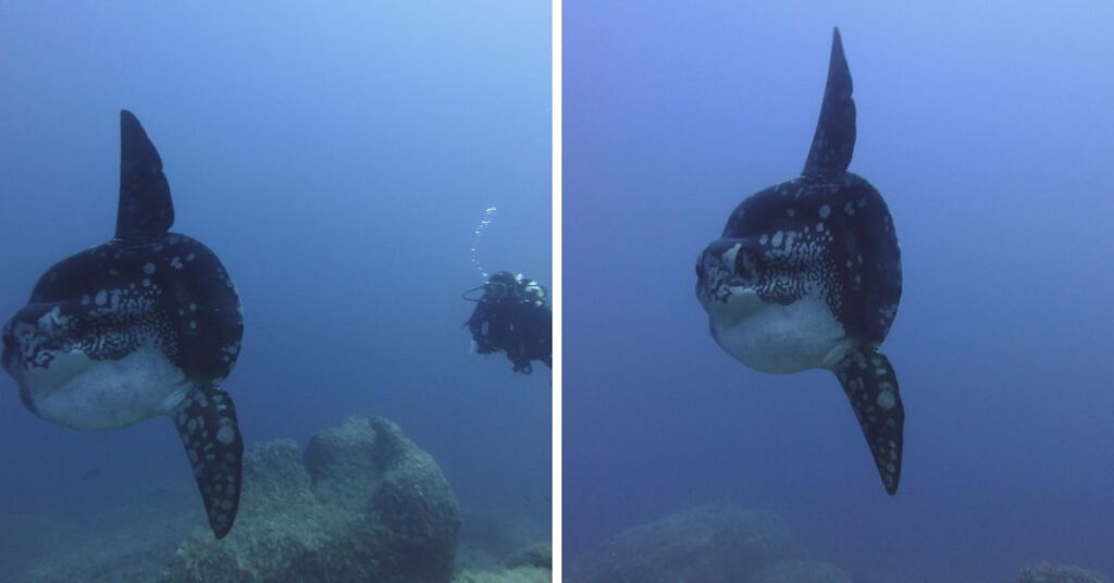 Massive Sunfish Spotted 40 Metres Deep In Maltese Waters Article Featured Image
