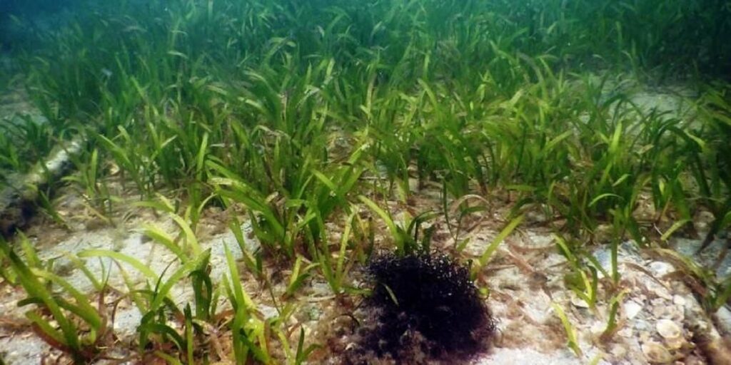 Seabed mining is becoming an environmental flashpoint – New Zealand will have to pick a side soon