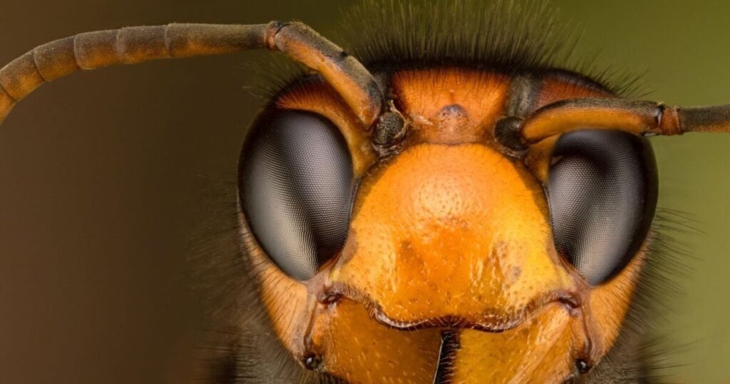 The UK county that's become epicentre of Asian Hornet invasion