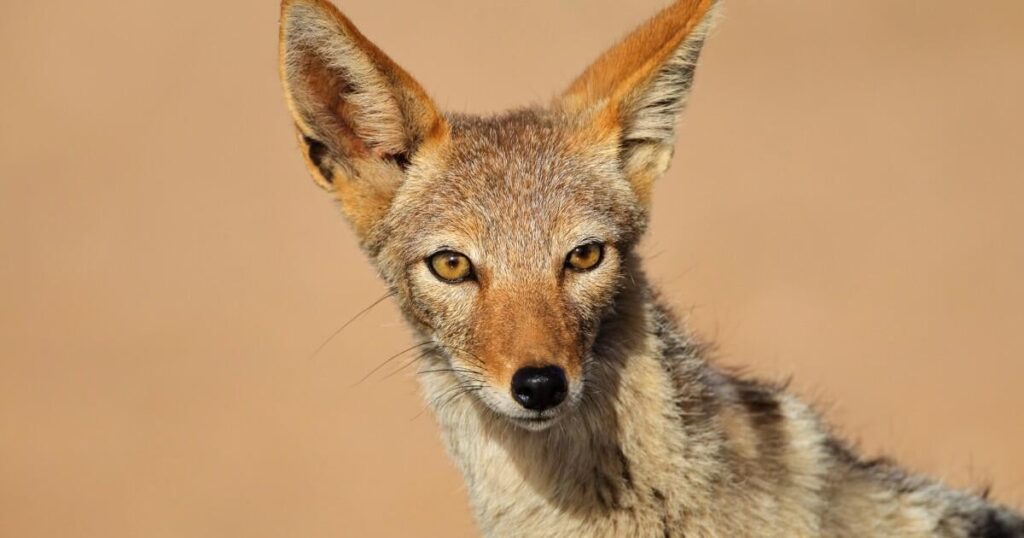 Nature's "clean-up crew" is vanishing – and it's bad news for human health | More than a third of large animals that feast on dead animals are struggling to survive, their downfall could present a serious risk to human life, with an uptick in zoonotic disease spread as a result.