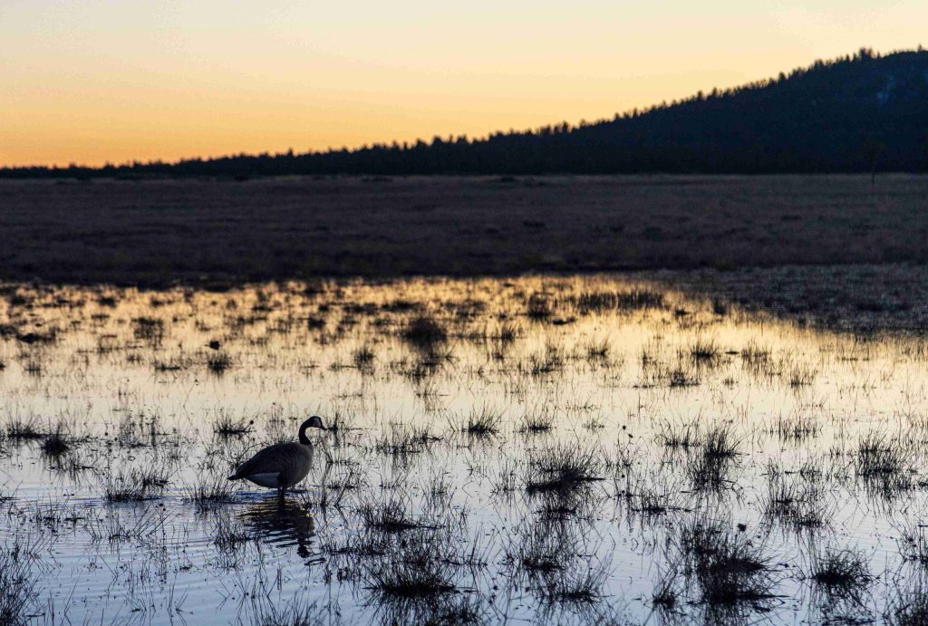 $5 Million Allocated To PFAS Contamination Research In Arizona’s Environment – KAFF News – Flagstaff