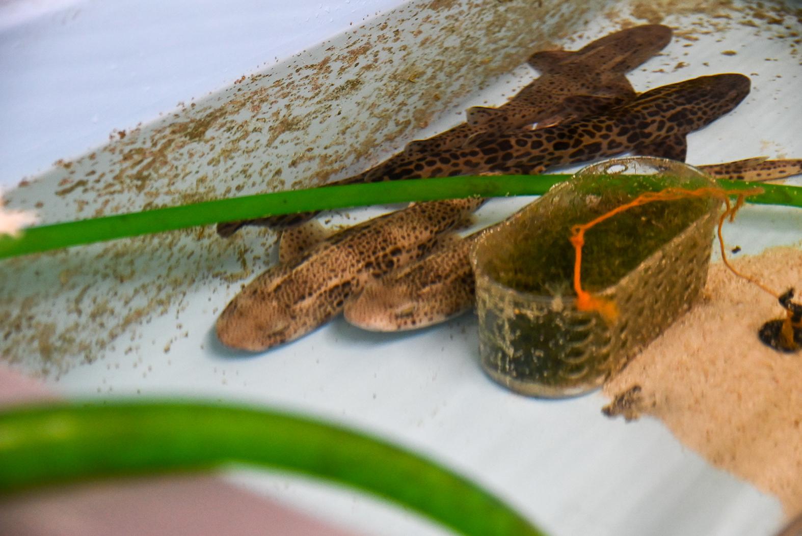Nursehound shark pups waiting to be release in a few months’ time