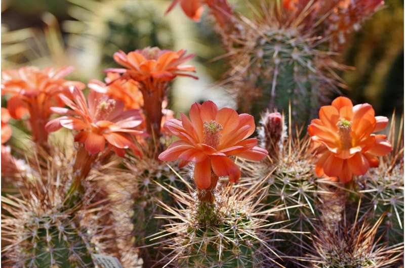 blooming desert flowers