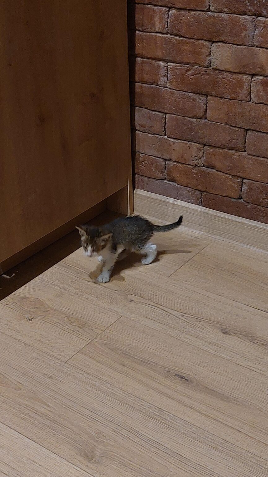 Kitten in need