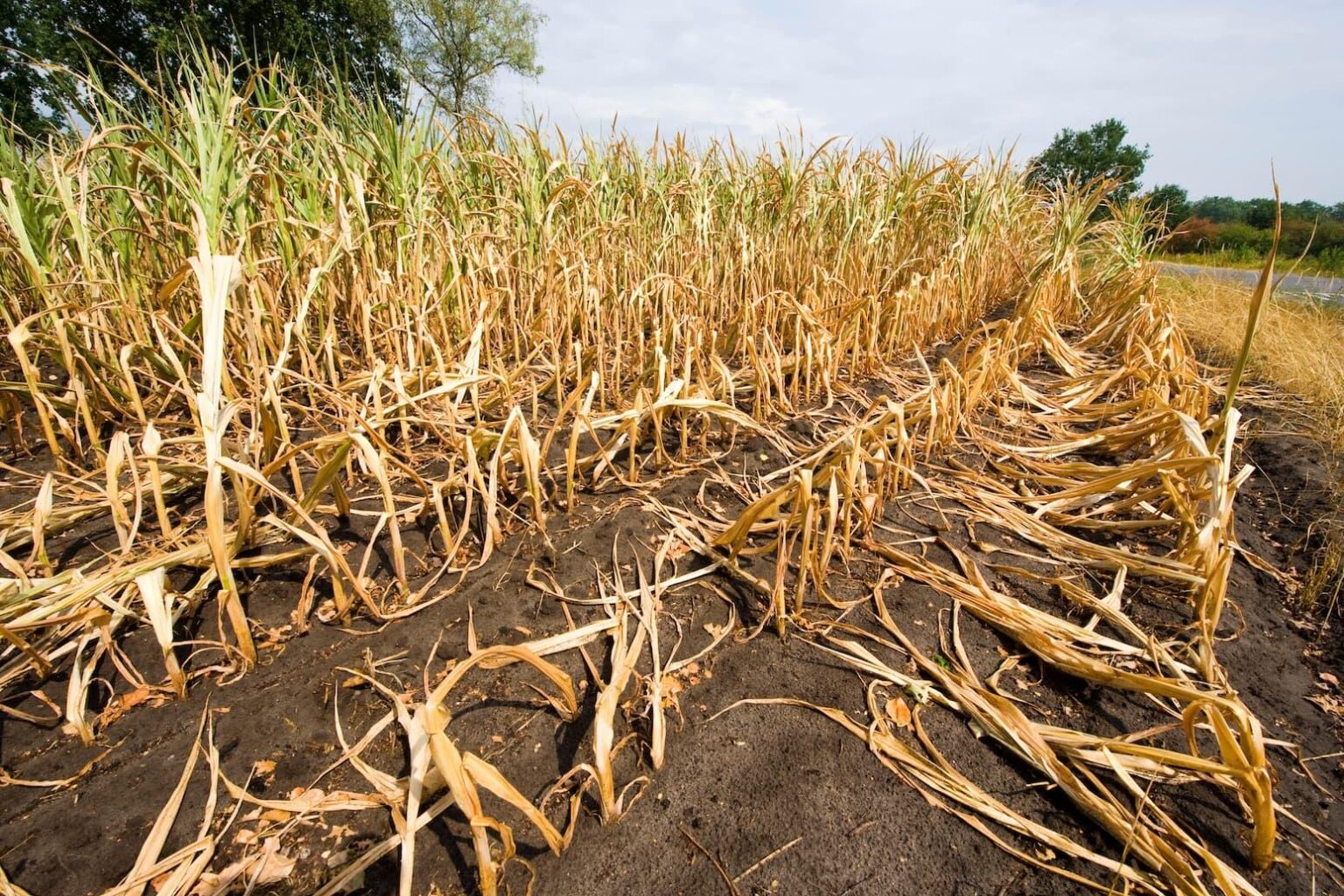 Staple crops yields face ‘substantial losses’ in warming world – even with adaptation