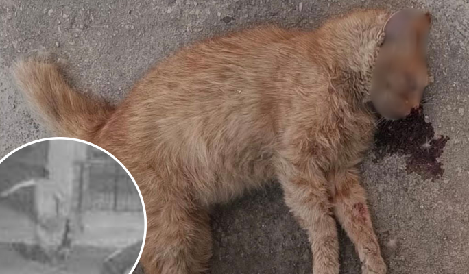 Activist claims string of cat killings across Malta are connected Activist claims string of cat killings across Malta are connected