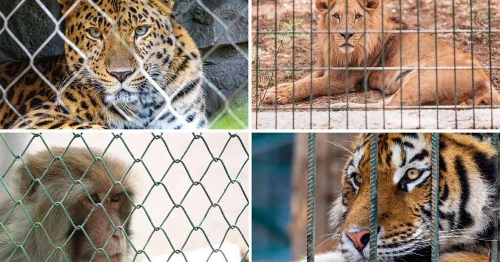 a look at Malta’s 96 wild animals awaiting registration a look at Malta’s 96 wild animals awaiting registration