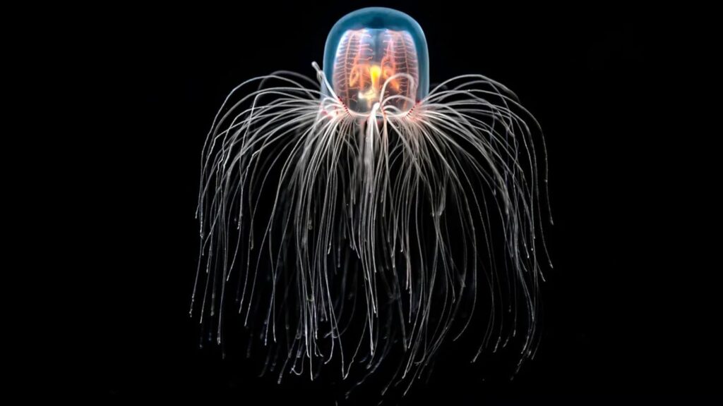 Strange creature that cheats death discovered: it could hold the secret of immortality