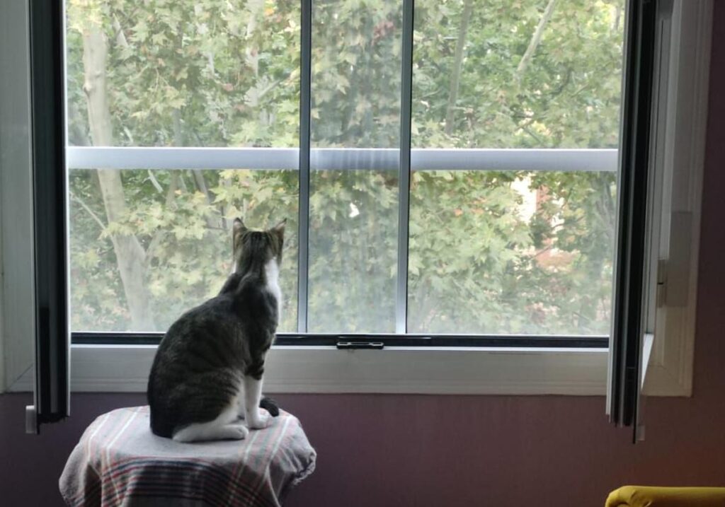 'Parachuting' pet warning issued by cat charity in Spain