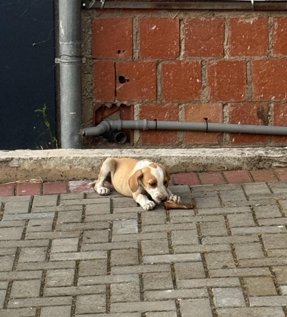 Street dog