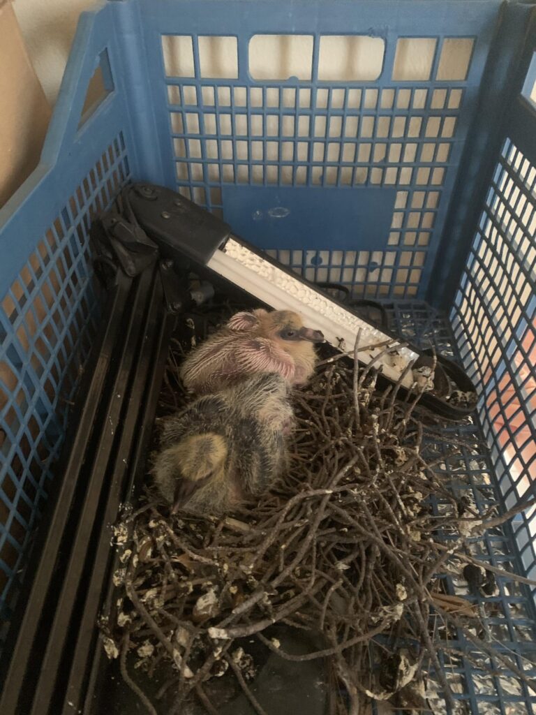 They gave birth to my balcony birds