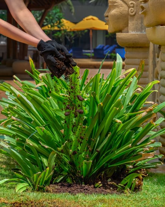 JW Marriott Mumbai Juhu Joins Marriott Group’s 100,000 Tree Initiative