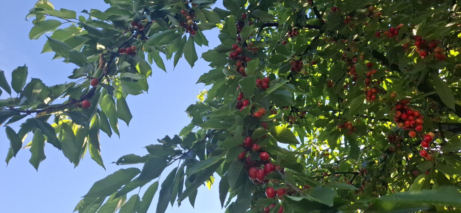 Teba for another five days and I am tempted. Do you like cherries?