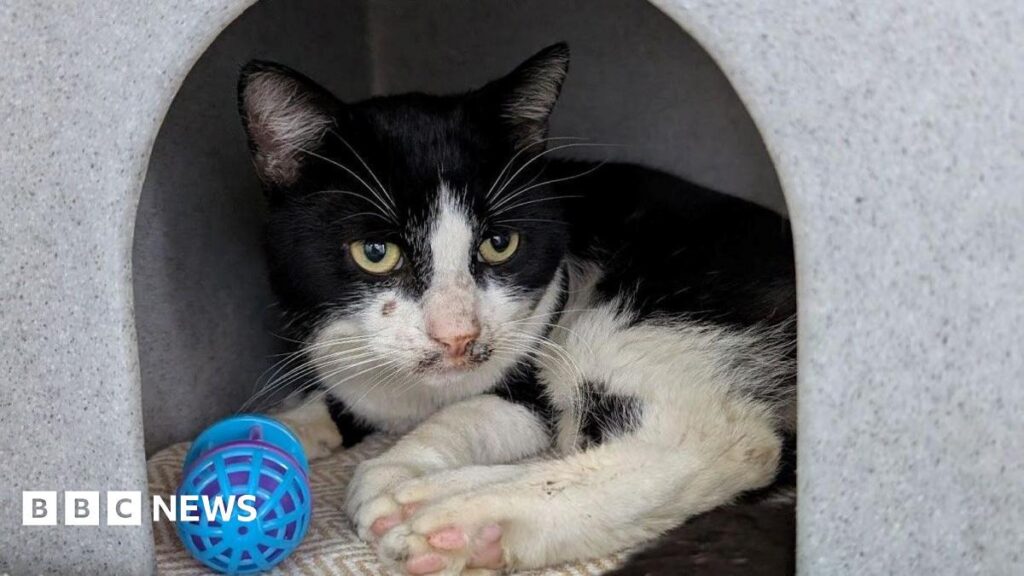 'Hero' teen rescues cat from gang attack in Smethwick