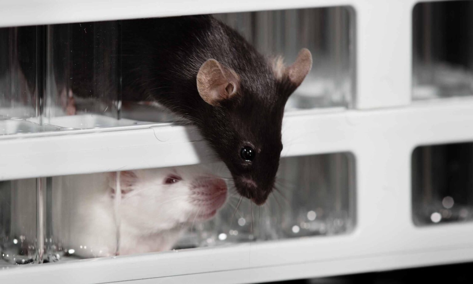 Scientists raised a mouse born from two male parents to adulthood