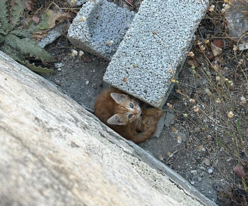 Milos (Greece) sick stray cats