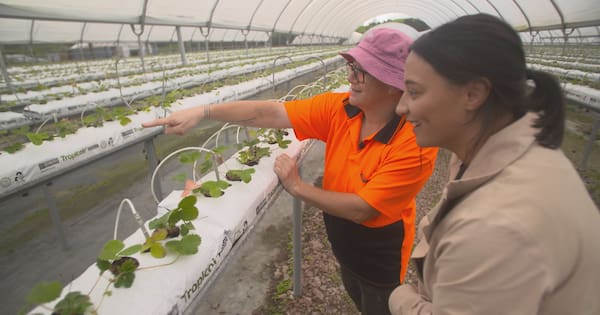 Ngāpuhi leaders say iwi still reliant on Crown 'for every dollar'