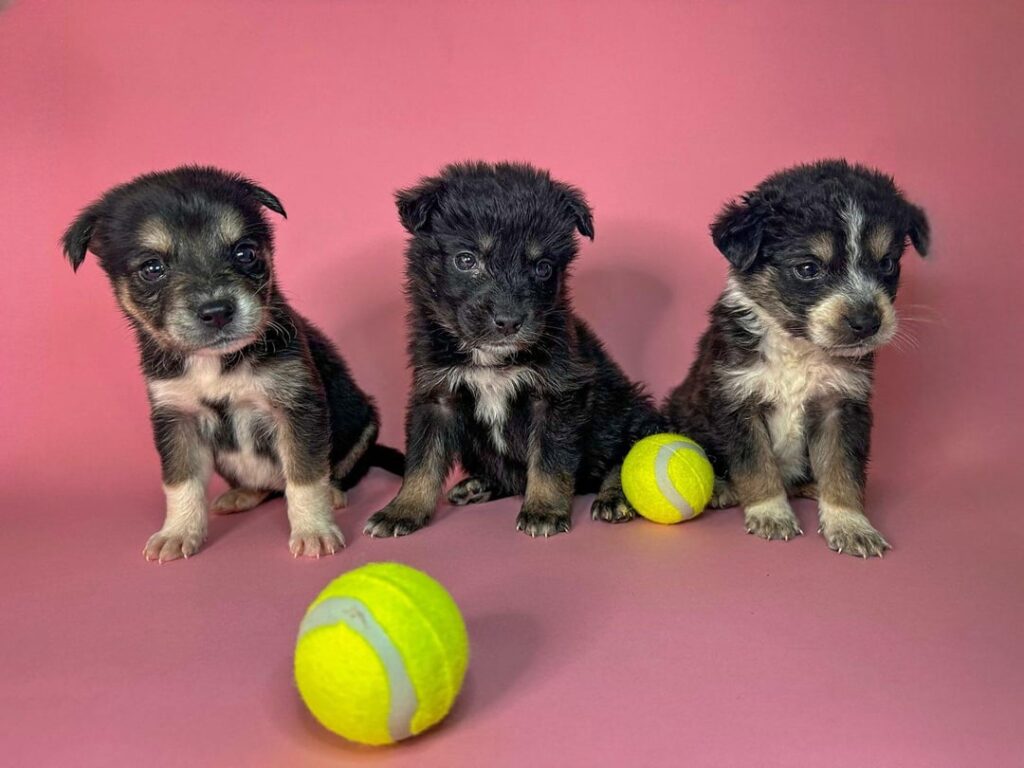 Puppies are housed!