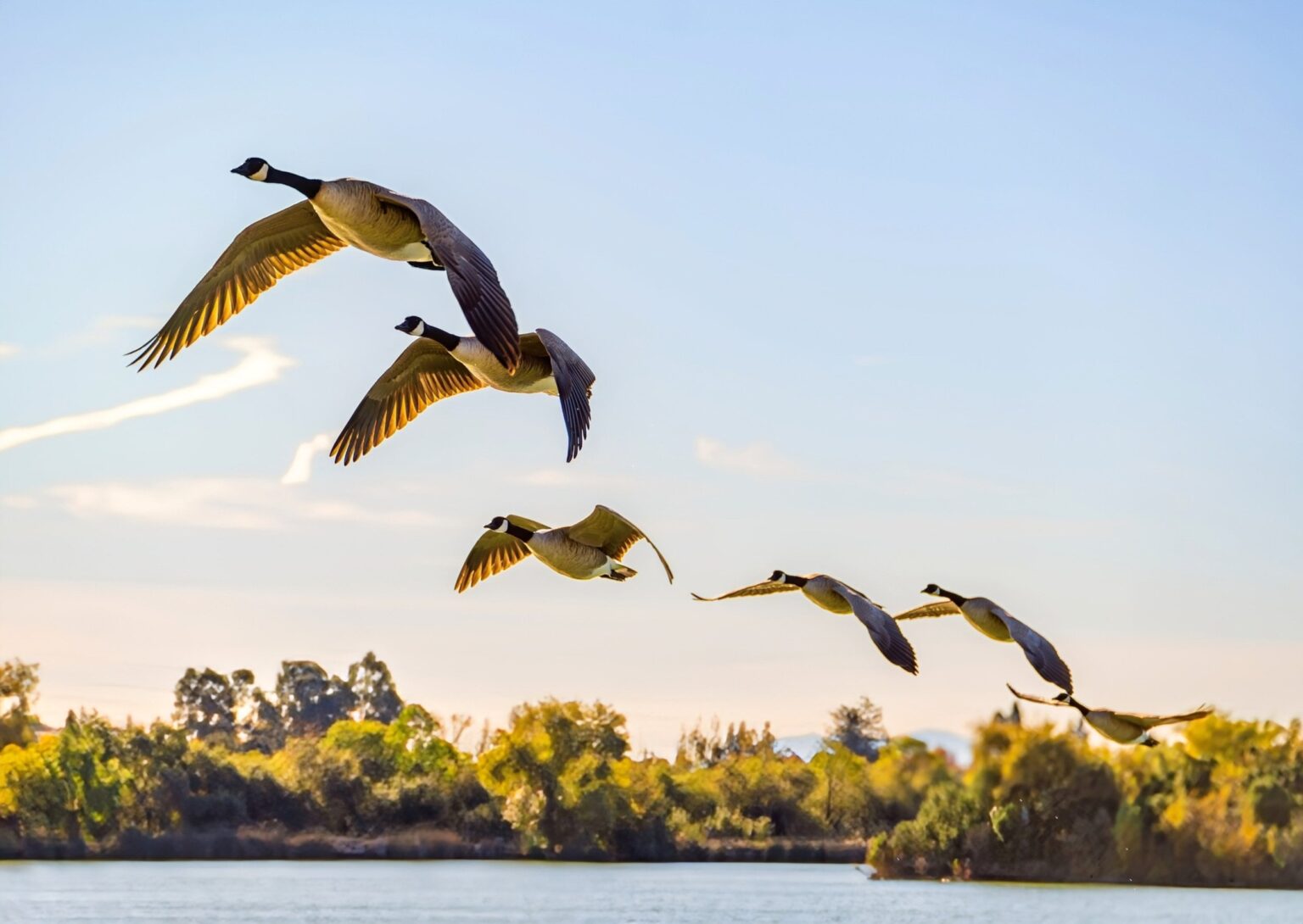 Scientists think birds may be using quantum physics and entanglement for migration