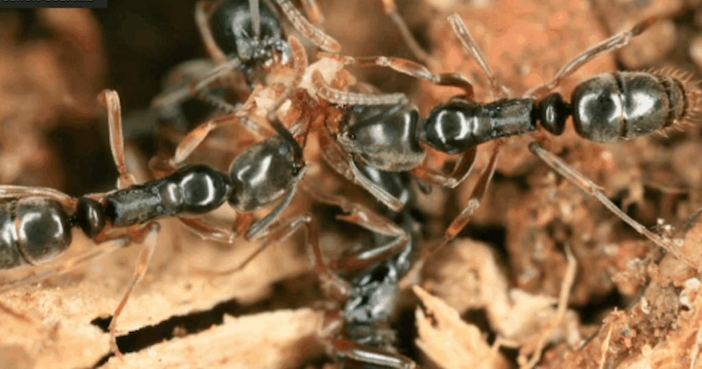 Invasive ants spotted in dozens of states pose danger to humans, environment