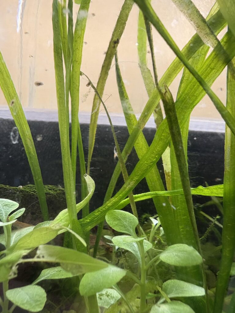 Walstad Method - “Tegarium” Update