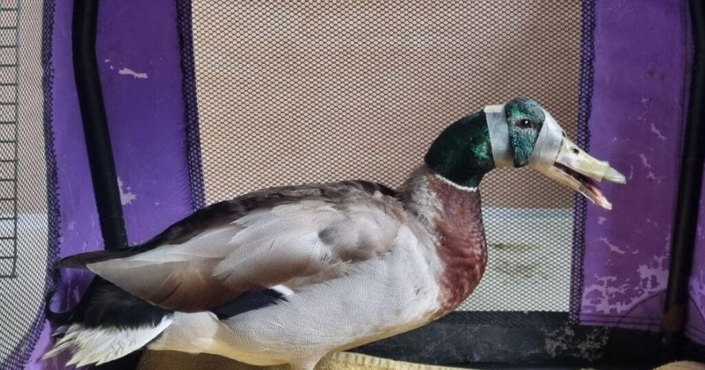 Duck suffers broken bill after ‘vile’ catapult attack