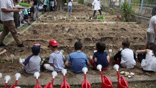 Vegetables come to schools, kindergartens and elementary schools from the new school year