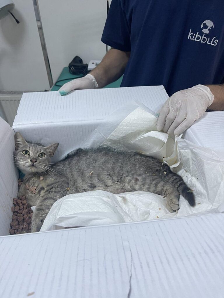 Cat Cat