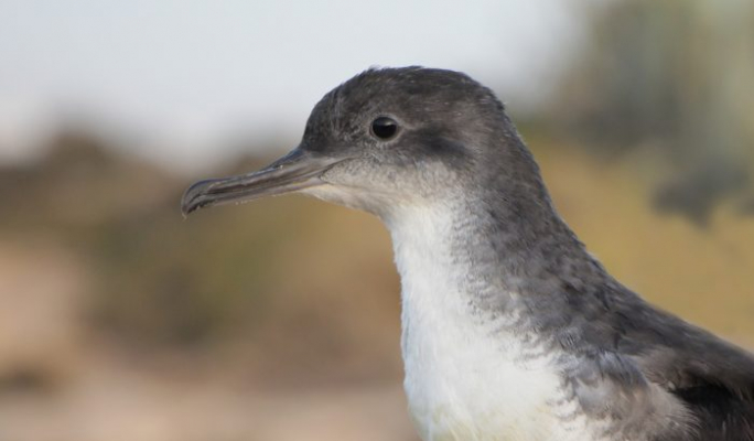 BirdLife Malta condemns Popeye Village light show that disturbed protected seabird BirdLife Malta condemns Popeye Village light show that disturbed protected seabird