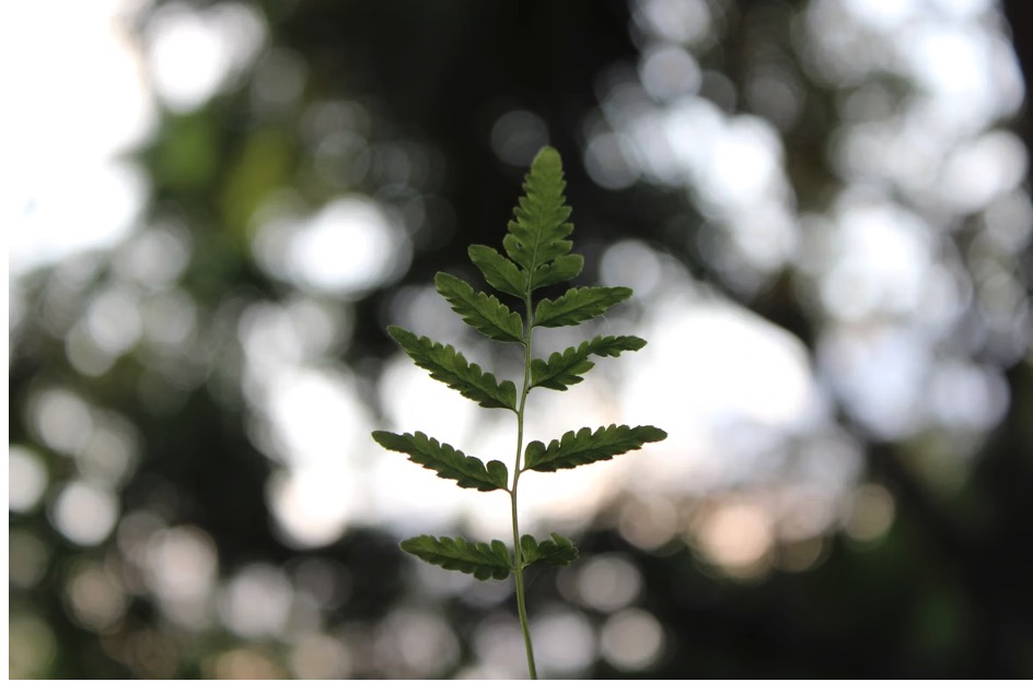 CityWatch LA - The Rise of Eco-Friendly Brands and Their Impact on the Environment