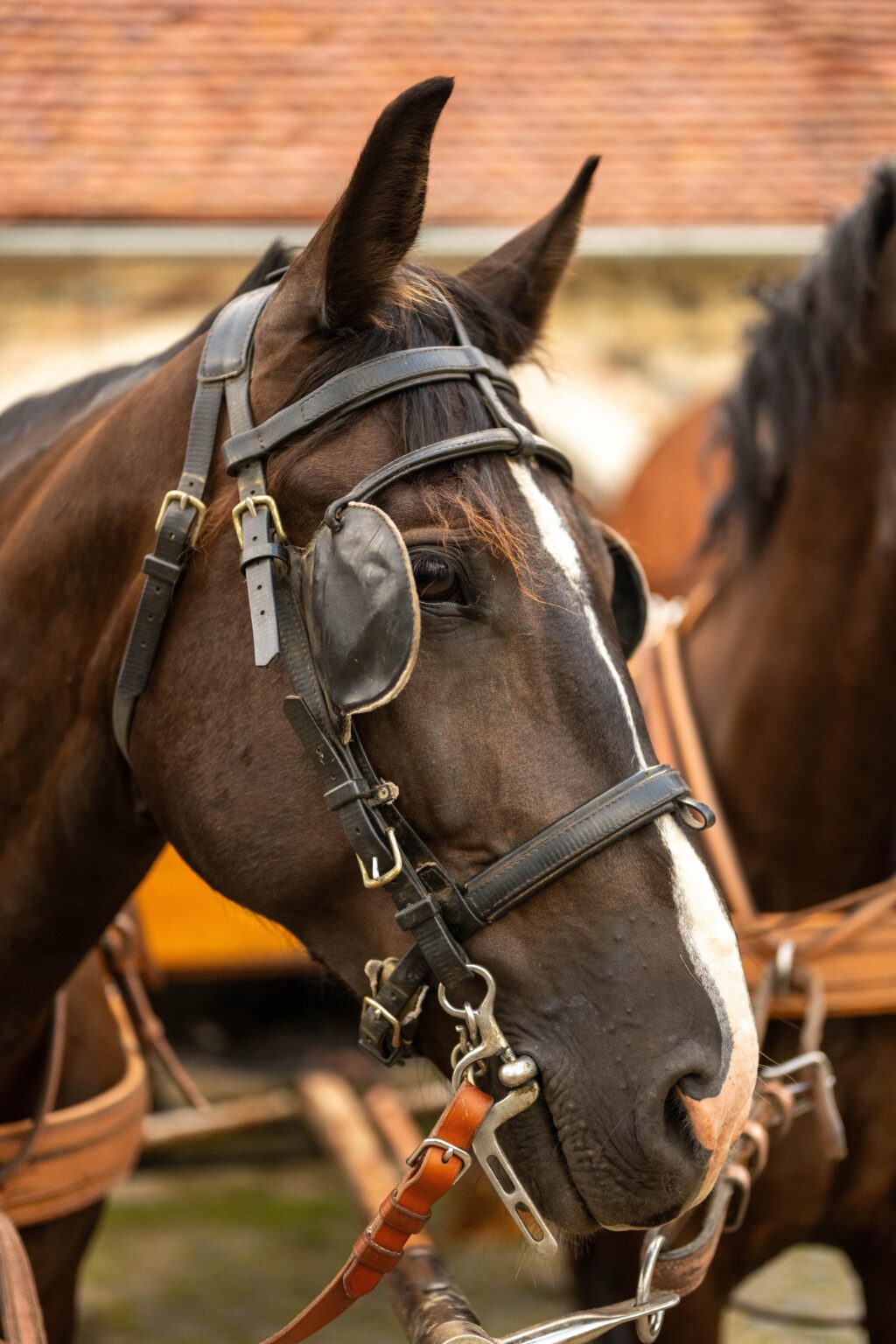 OC Horse in Poland 🇵🇱 Nikon z8, Nikkor 50mm 1.8