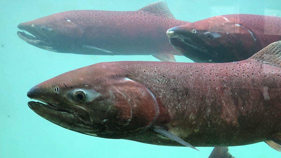 Chinook salmon at the Whitehorse fish ladder. Canada and the State of Alaska have signed a new agreement to protect Yukon River chinook salmon.