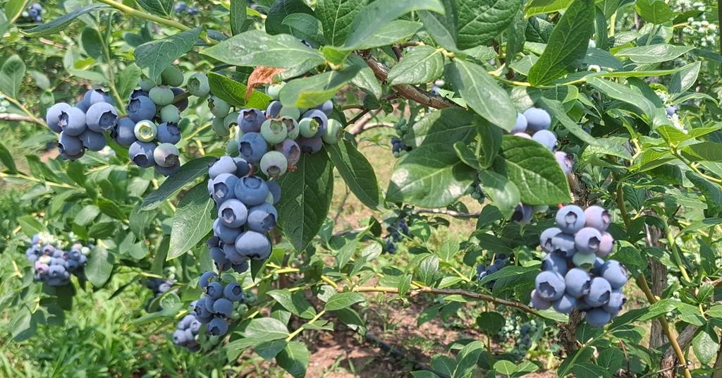 Serbia and Romania lead blueberry charge | News Serbia and Romania lead blueberry charge | News