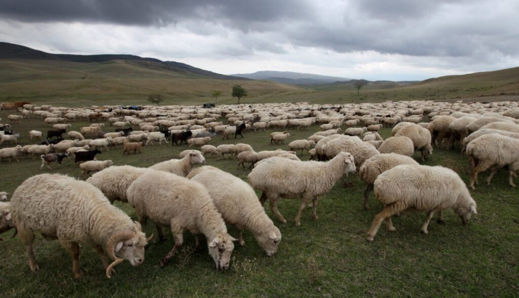 Bluetongue Virus Detected in Livestock Farm in Northwestern Greece Farmers and Livestock Breeders Across Greece Prepare for Nationwide Protests