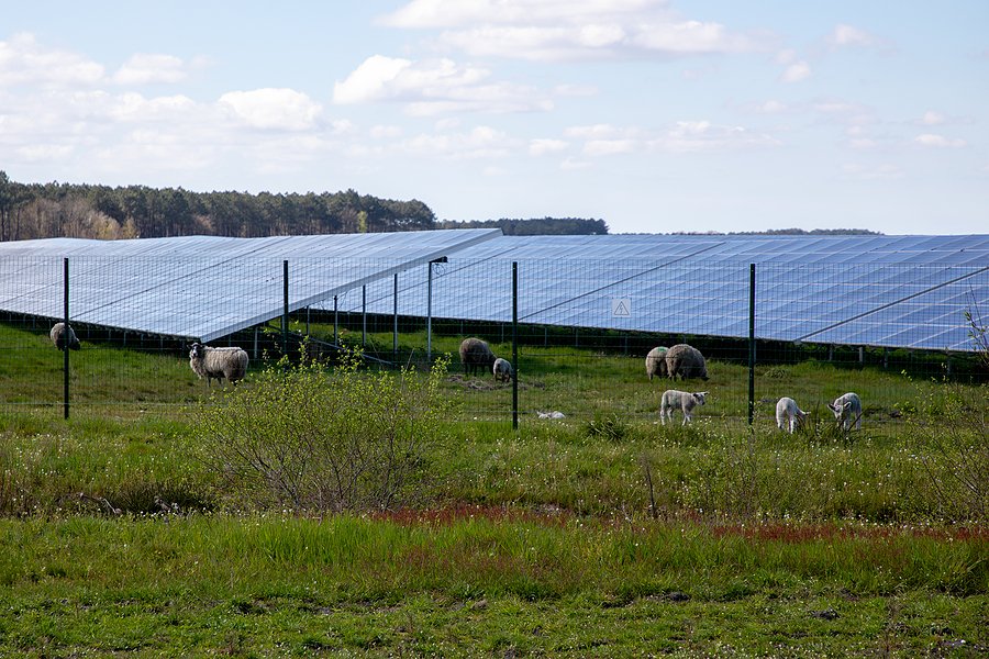 Solar farms and sheep grazing show how farming and clean energy can share land