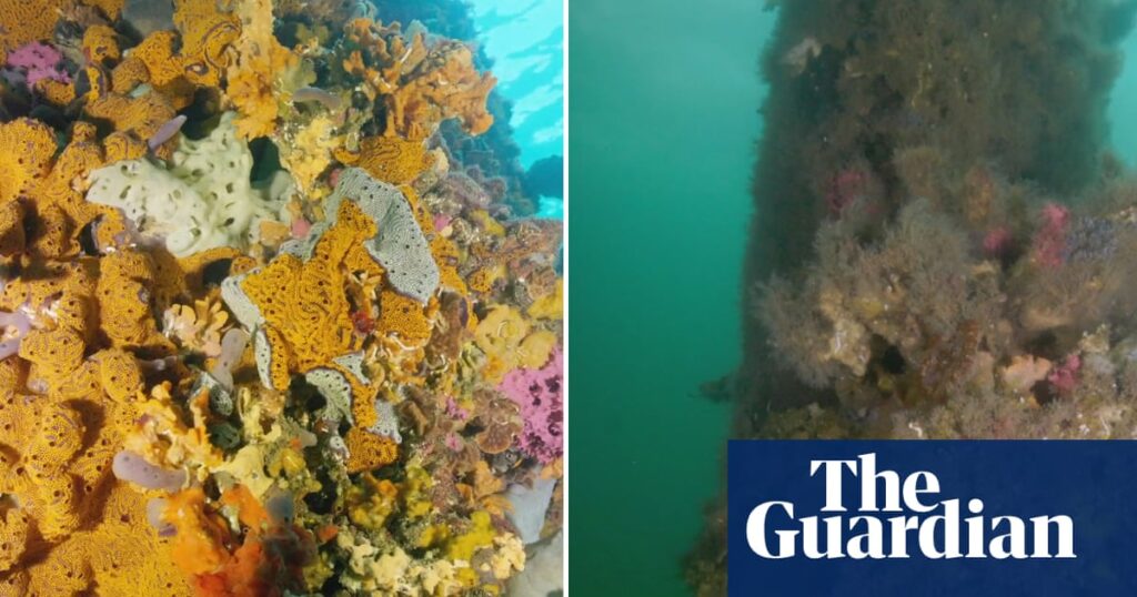 South Australia ‘helpless’ in face of deadly marine algal bloom spreading to Adelaide beaches | Marine life