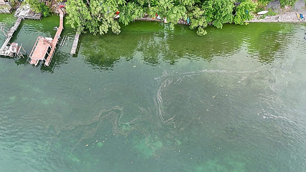 Harmful algae blooms have secret to success over other algaes—manipulating its environment